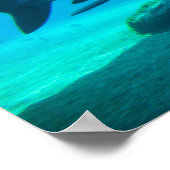 Dusky haai (Carcharhinus Obscurus), Ushaka Poster (Hoek)