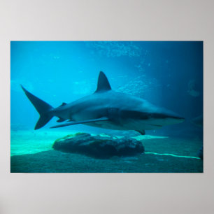 Dusky haai (Carcharhinus Obscurus), Ushaka Poster