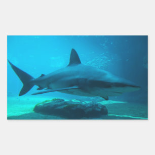 Dusky haai (Carcharhinus Obscurus), Ushaka Rechthoekige Sticker