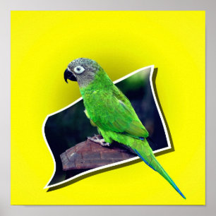 Dusky Headed Conure papegaai buiten de grenzen Poster