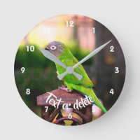 Dusky Headed Conure Parrot, speciaal aangepast