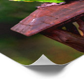 Dusky Headed Parrot Poster (Hoek)