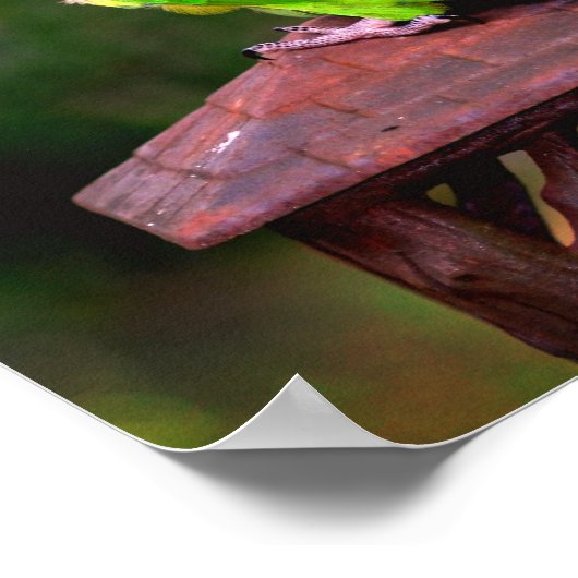 Dusky Headed Parrot Poster (Hoek)