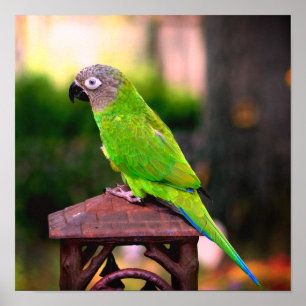 Dusky Headed Parrot Poster
