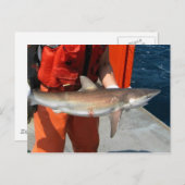 Dusky shark briefkaart (Voorkant / Achterkant)