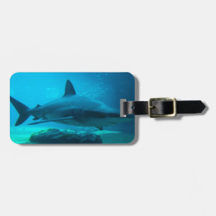 Dusky Shark (Carcharhinus Obscurus), Ushaka Bagagelabel