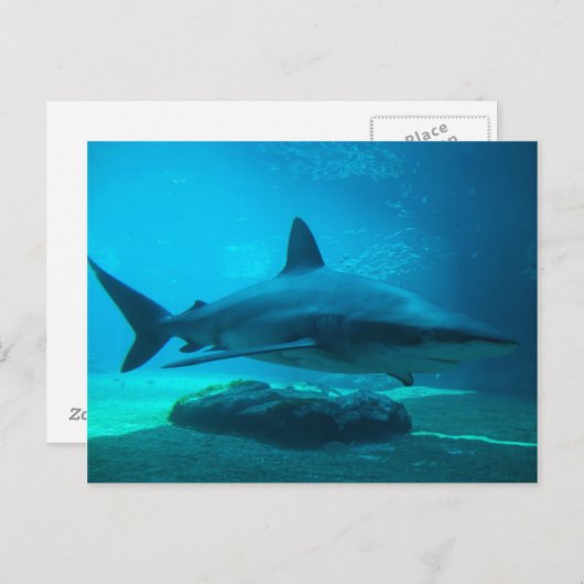 Dusky Shark (Carcharhinus Obscurus), Ushaka Briefkaart (Voorkant / Achterkant)