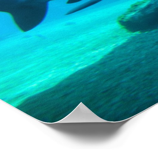 Dusky Shark (Carcharhinus Obscurus), Ushaka Poster (Hoek)