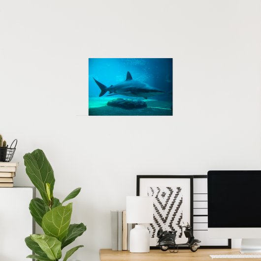 Dusky Shark (Carcharhinus Obscurus), Ushaka Poster (Thuiskantoor)