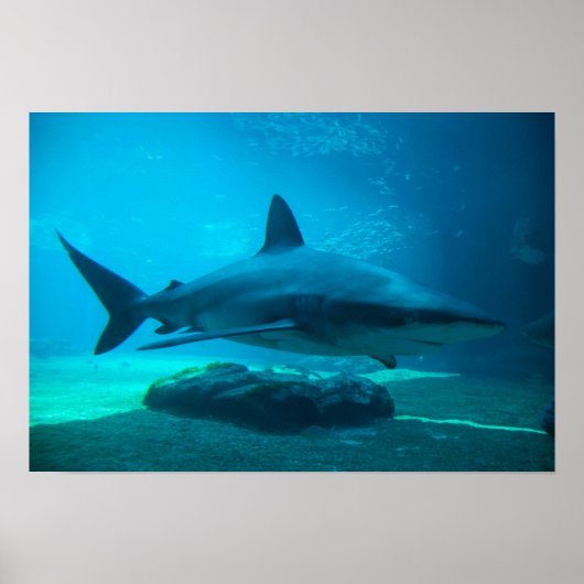 Dusky Shark (Carcharhinus Obscurus), Ushaka Poster (Voorkant)