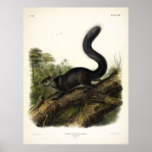 Dusky Squirrel of Mexicaanse grijze eekhoorn door Poster