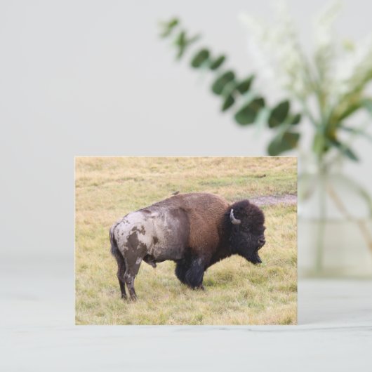 Dusty Bizon Bull in Yellowstone National Park Briefkaart (Staand voorkant)