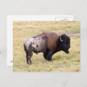 Dusty Bizon Bull in Yellowstone National Park Briefkaart (Voorkant / Achterkant)