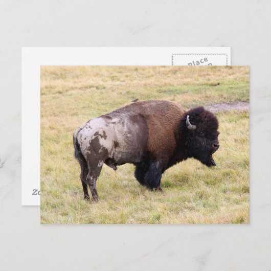 Dusty Bizon Bull in Yellowstone National Park Briefkaart (Voorkant / Achterkant)
