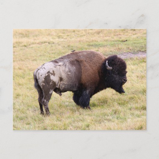 Dusty Bizon Bull in Yellowstone National Park Briefkaart (Voorkant)