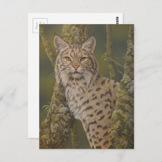 "Dusty" Bobcat Briefkaart (Voorkant / Achterkant)