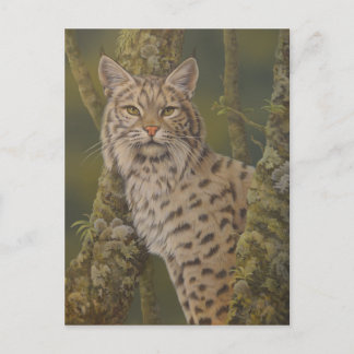 "Dusty" Bobcat Briefkaart
