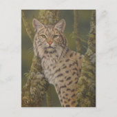 "Dusty" Bobcat Briefkaart (Voorkant)