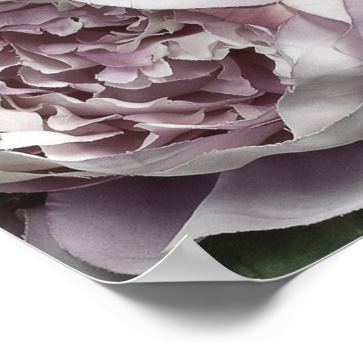 Dusty Pink Peony Bouquet Poster (Hoek)