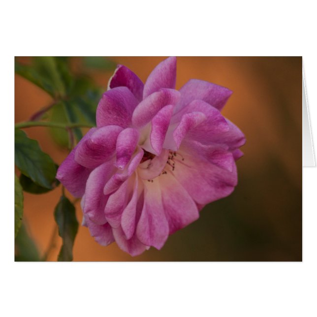Dusty Pink Rose (Voorkant Horizontaal)