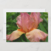 Dusty Roos Colour Bearded Iris Kaart (Achterkant)