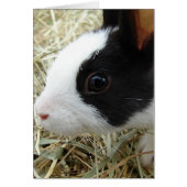 Dutch Bunny (Voorkant)