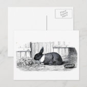 Dutch Bunny Briefkaart (Voorkant / Achterkant)