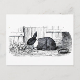 Dutch Bunny Briefkaart