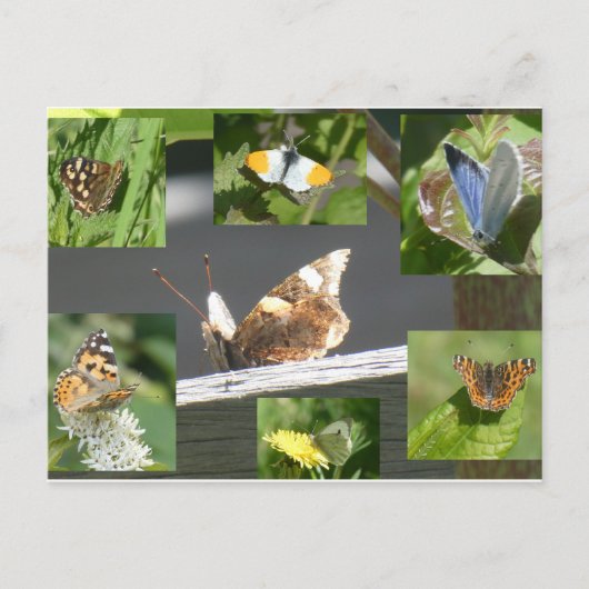 Dutch Butterflies Collage DIY Briefkaart (Voorkant)