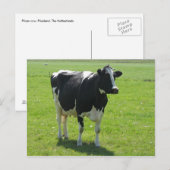 Dutch Frisian cow in green meadow Briefkaart (Voorkant / Achterkant)