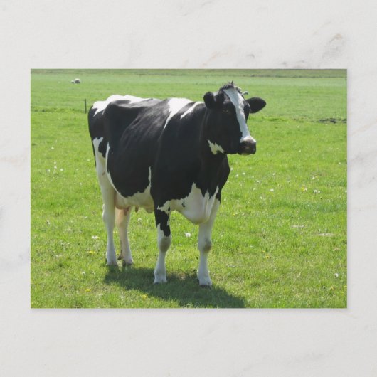 Dutch Frisian cow in green meadow Briefkaart (Voorkant)