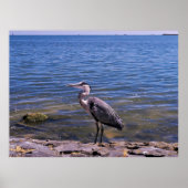 Dutch Heron Poster (Voorkant)