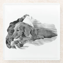 Dutch Hound Resting –  Graphic Coaster