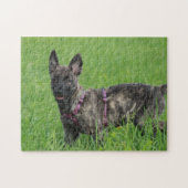 Dutch Shepherd Dog Legpuzzel (Horizontaal)