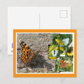 Dutch Summer Butterflies Collage DIY Briefkaart (Voorkant / Achterkant)