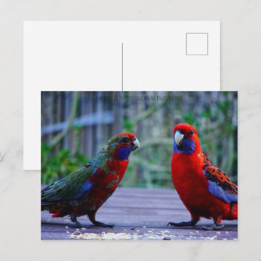 Duur Briefkaart (Voorkant / Achterkant)