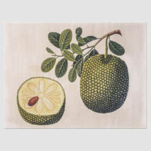 Duur van de fruitteelt tissuepapier