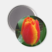 Duw op de Tulp Magneet (Voorkant / Achterkant)