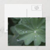 Duw op een lef briefkaart (Voorkant / Achterkant)