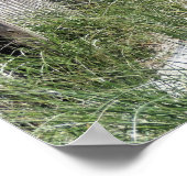 Duxbury Beach Poster (Hoek)