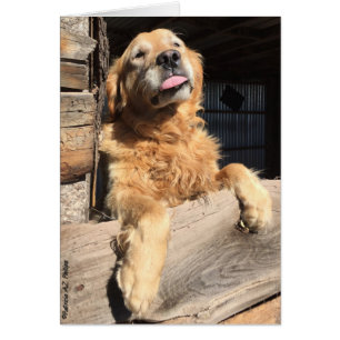 Dwaas Foto van Goudkleurige Retriever Binnenkant L