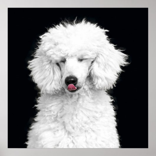 Dwaas Witte Poodle Poster (Voorkant)
