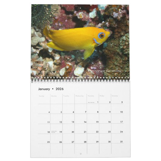 Dwarf Angelfishes Wall Calendar van J.W. Fatherree Kalender (Jan 2026)