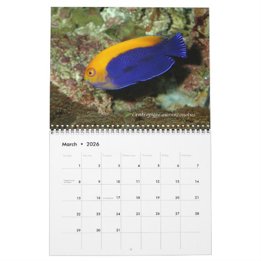 Dwarf Angelfishes Wall Calendar van J.W. Fatherree Kalender (Mar 2026)