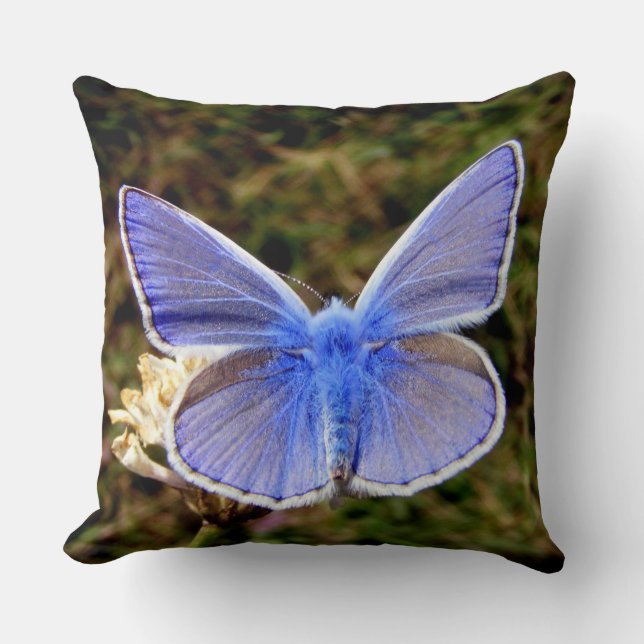 Dwarf Blue Butterfly Kussen (Voorkant)