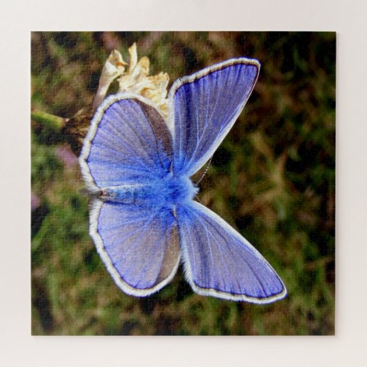 Dwarf Blue Butterfly Legpuzzel (Horizontaal)