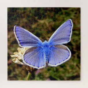 Dwarf Blue Butterfly Legpuzzel
