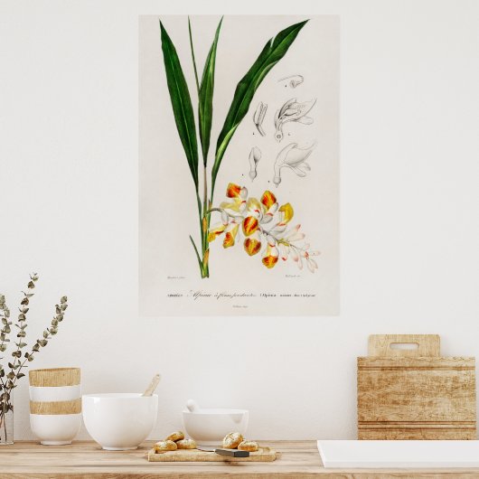 Dwarf cardamom (Alpinia nutans) Poster (Keuken)