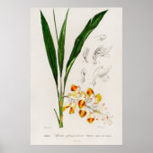 Dwarf cardamom (Alpinia nutans) Poster (Voorkant)