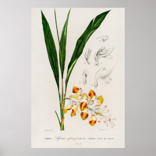 Dwarf cardamom (Alpinia nutans) Poster (Voorkant)